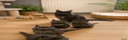 Maine Coon cats for sale: TICA registered boys Maine Coon  - Advert 3