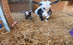 Goats livestock for sale: Pygmy goat kids mixed - Image 7