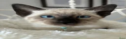 Siamese cats for sale: 7 Siamese Kittens  - Advert 5