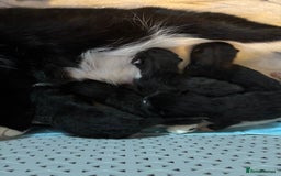 Domestic Shorthair cats for sale: Black and grey kittens - Image 13
