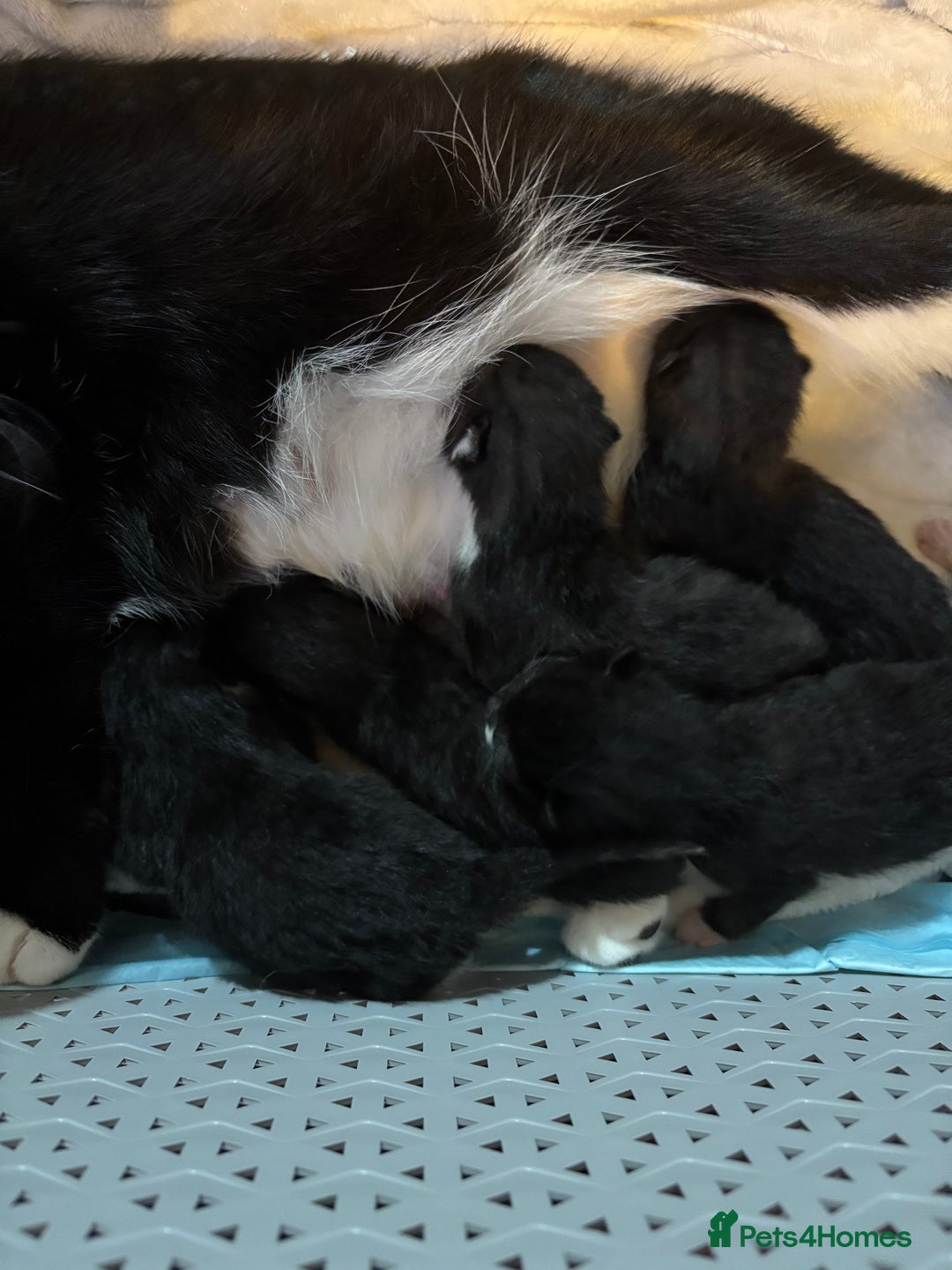 Domestic Shorthair cats for sale: Black and grey kittens - Image 13