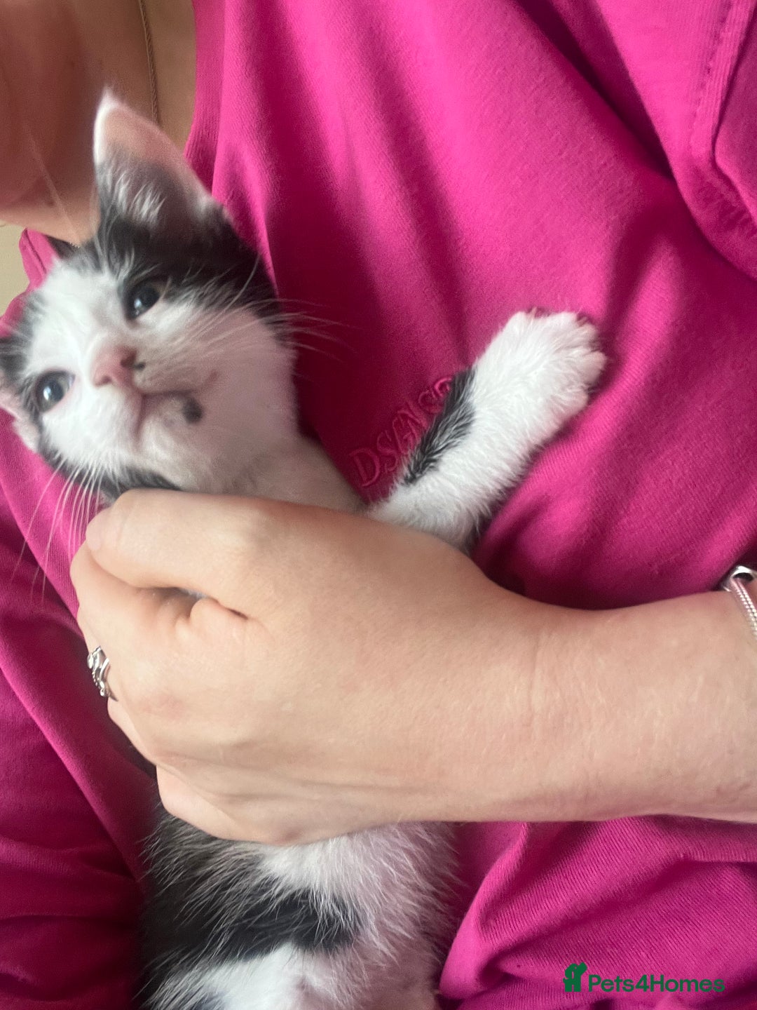 Mixed Breed cats for sale: Ready to meet the new fam! Microchipped & insured  - Image 3