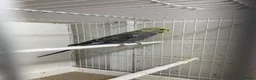 Mixed Breed birds for sale: Young budgies ready now - Advert 8