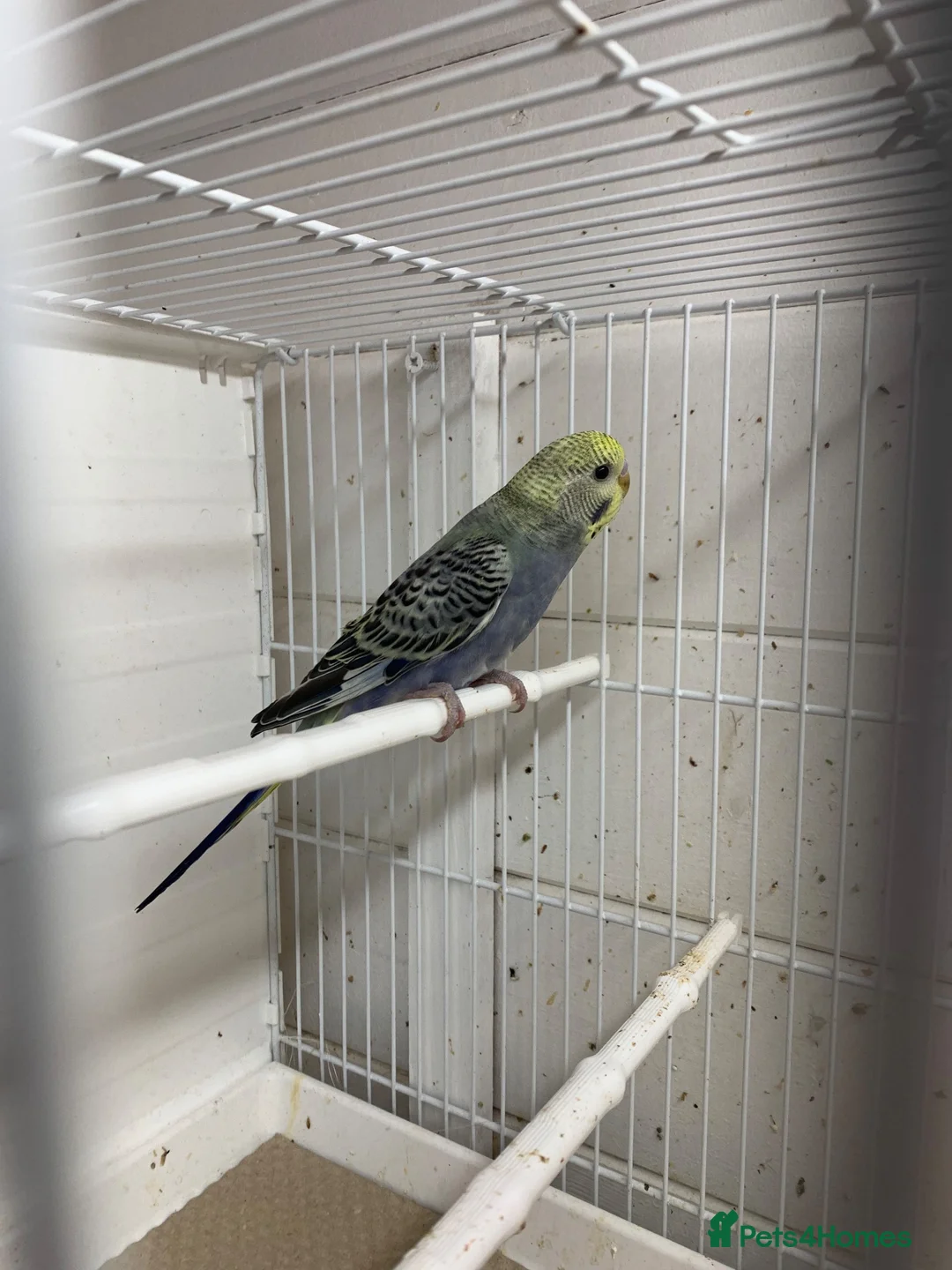 Mixed Breed birds for sale: Young budgies ready now - Advert 8