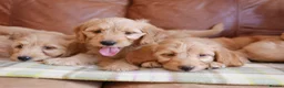 Mini Goldendoodle dogs for sale: Stunning Health Tested Miniature Goldendoodles - Advert 12