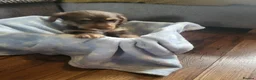 Dachshund dogs for sale: Dachschund puppies - Advert 18
