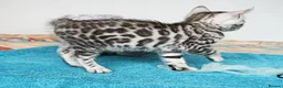 Bengal cats for sale: Superb Quality Bengal Kittens - Advert 16