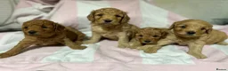 Cockapoo dogs for sale: Stunning Cockapoo Pups Health Tested Parents - Advert 9