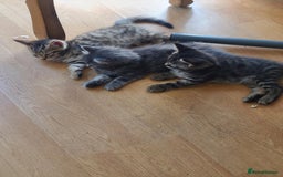 Mixed Breed cats for sale: 4 flufball looking for new home - Image 1