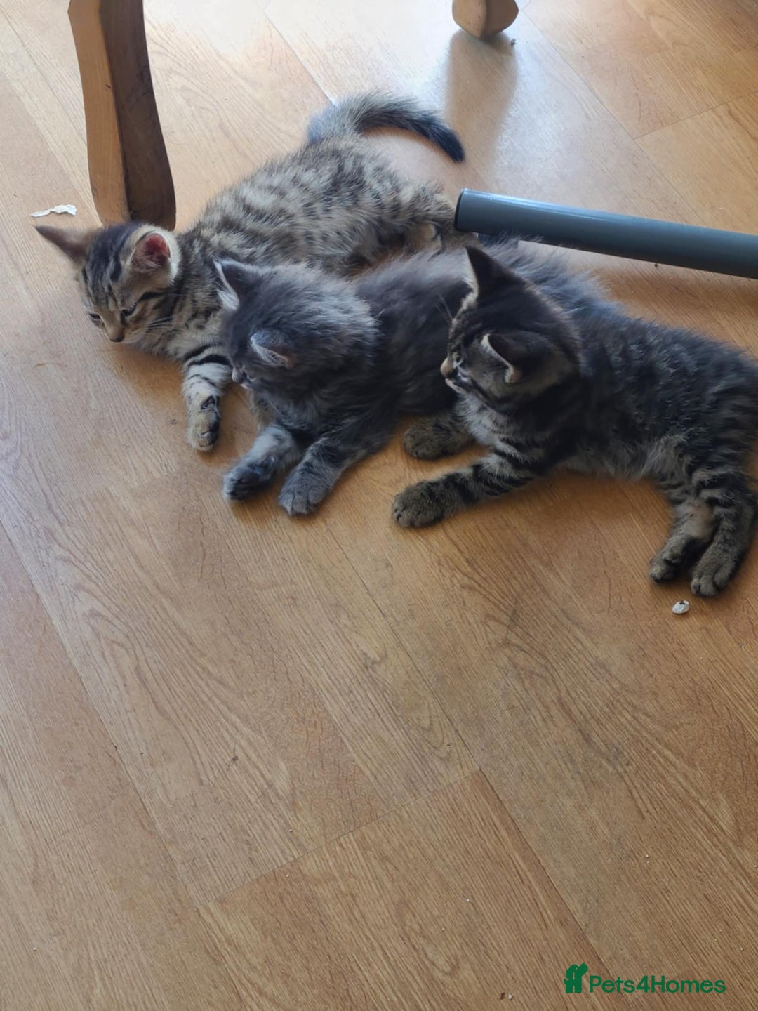 Mixed Breed cats for sale: 4 flufball looking for new home - Image 1
