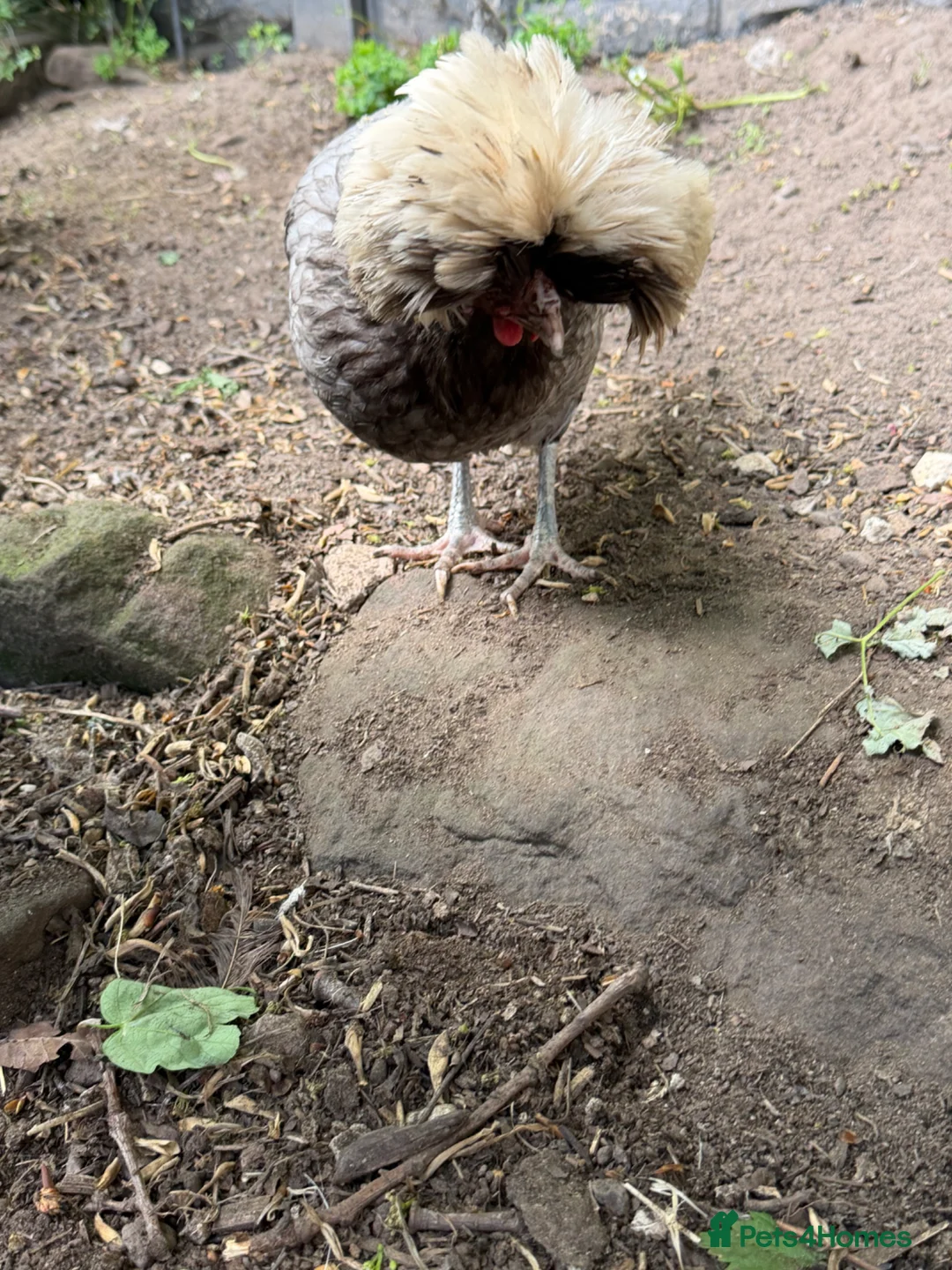 Chickens poultry for sale: Beautiful Polish girl in Neston - Advert 1