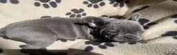 French Bulldog dogs for sale: French Bulldog puppies Ready 11th April - Advert 4