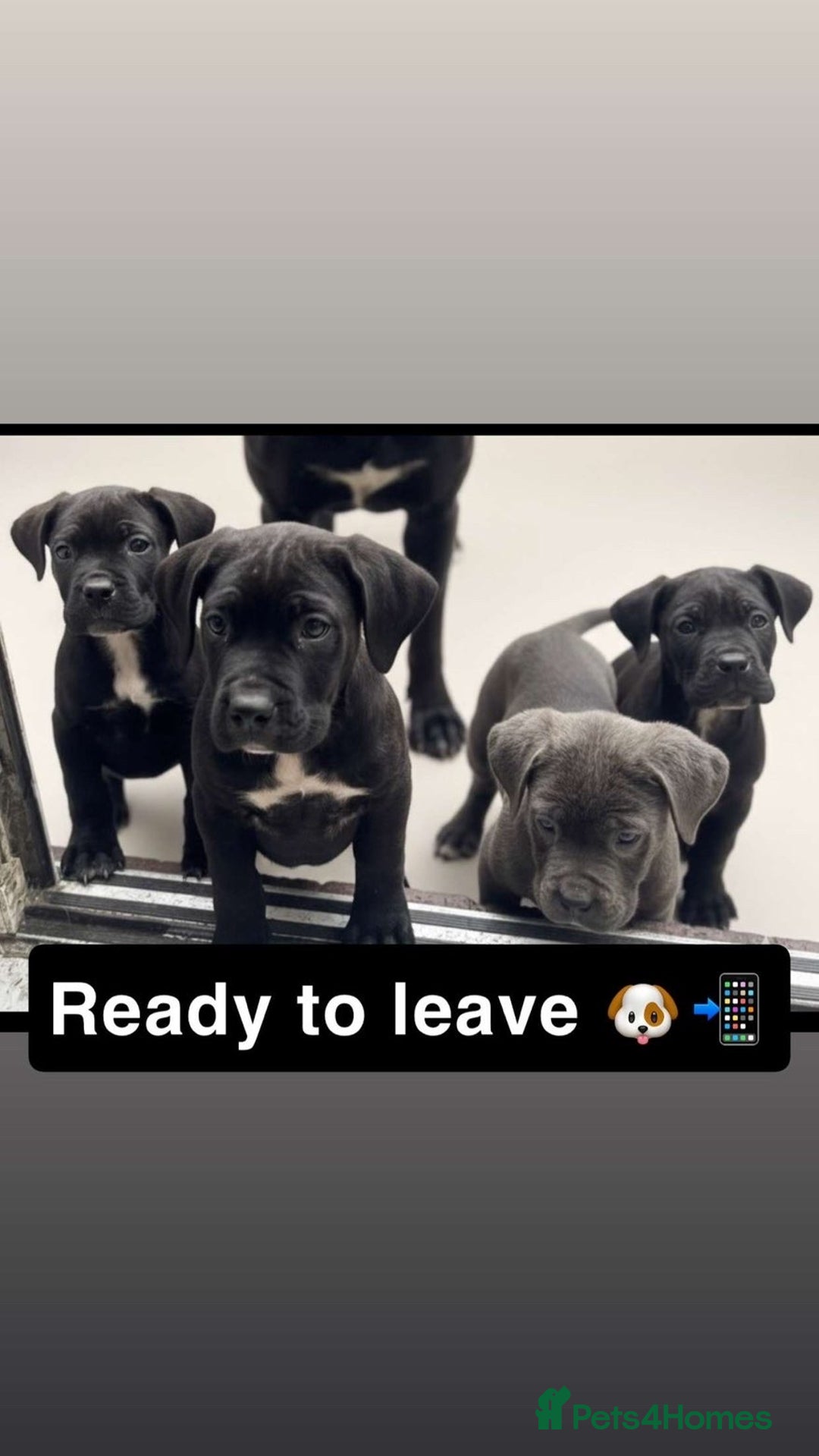 Cane Corso dogs for sale: Cane corso puppies - Advert 4