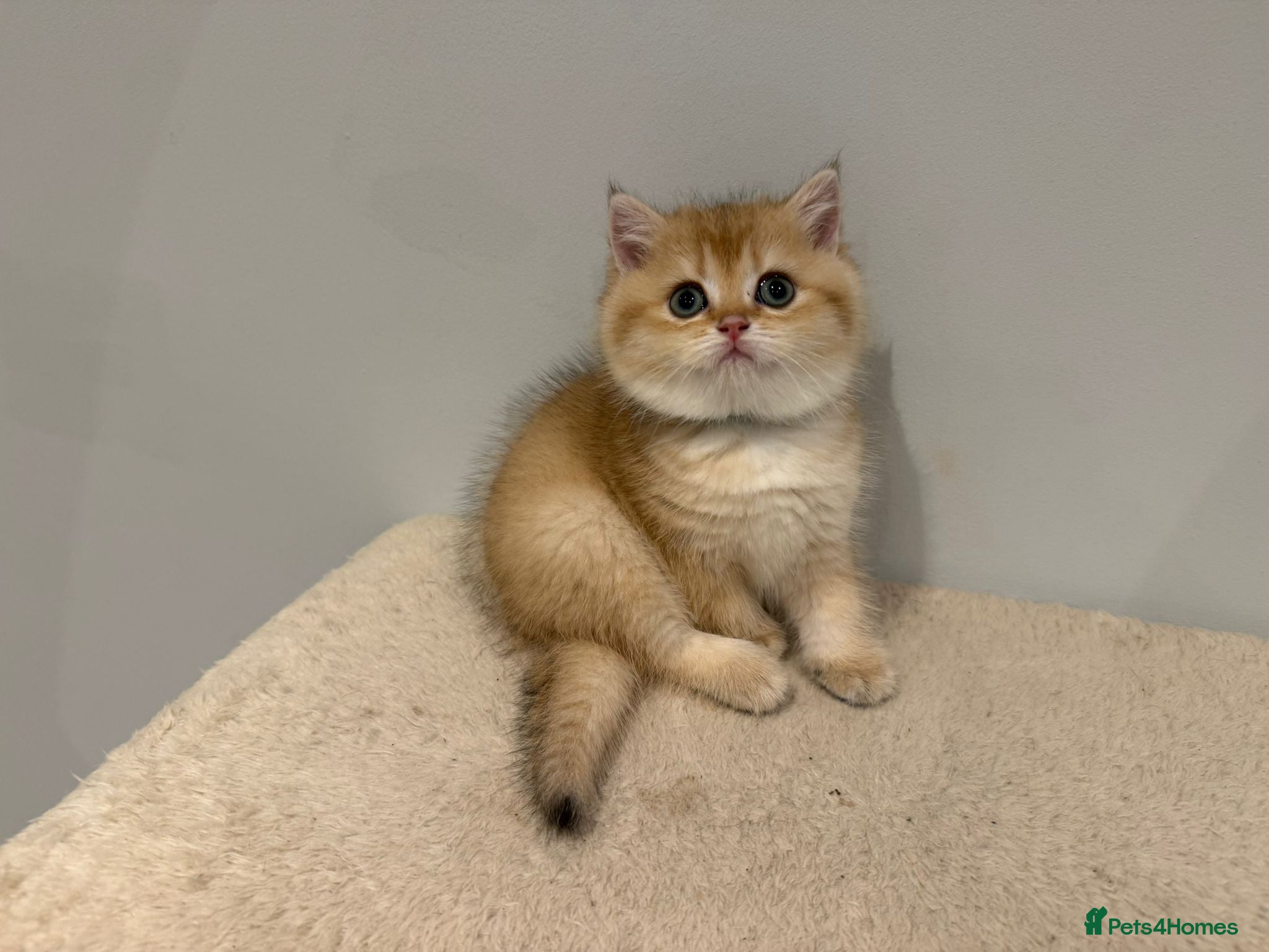 British Shorthair cats Pure Pedigree BSH Kittens GCCF Rare Golden /Silver - Advert 3