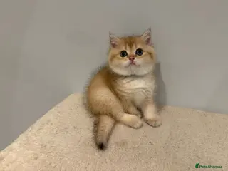 British Shorthair cats Pure Pedigree BSH Kittens GCCF Rare Golden /Silver - Advert 3