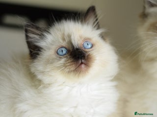 Ragdoll cats - Advert 6