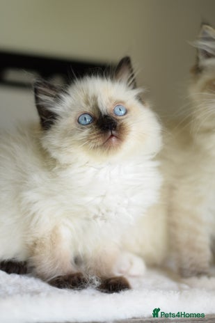 Ragdoll cats - Advert 1