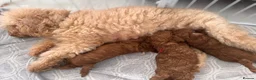 Toy Poodle dogs for sale: BEAUTIFUL QUALITY ASIAN TOY CAVAPOO PUPPIES - Advert 10