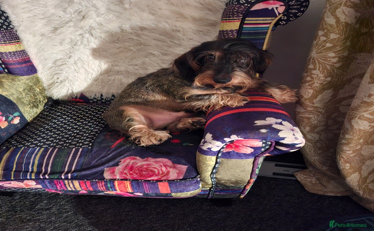 Dachshund dogs - Advert 1