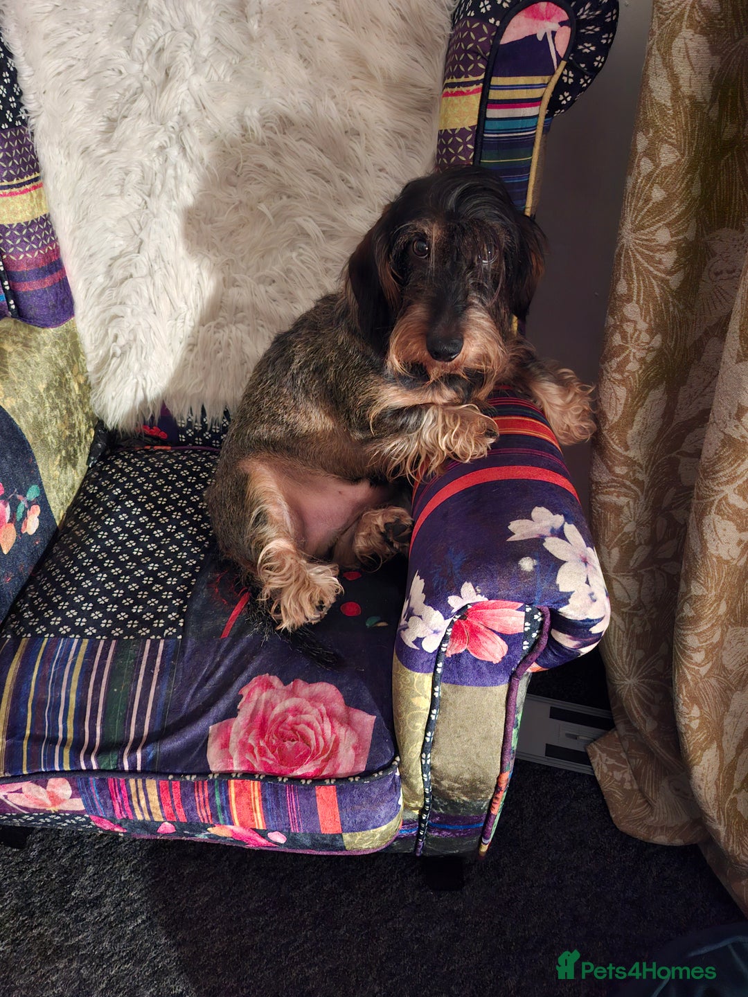 Dachshund dogs for sale: Looking to rehome hugo - Image 1