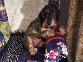 Dachshund dogs - Advert 15