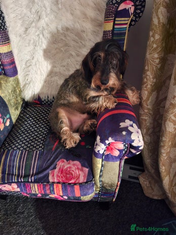 Dachshund dogs - Advert 1