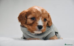 Cavapoo dogs for sale: ⭐️ Gorgeous F1 Toy Cavapoo Puppies ⭐️ - Image 7