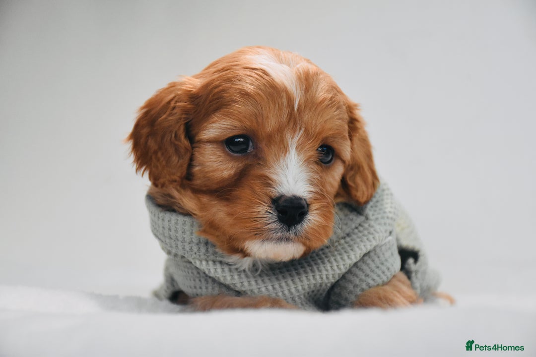 Cavapoo dogs for sale: ⭐️ Gorgeous F1 Toy Cavapoo Puppies ⭐️ - Image 7