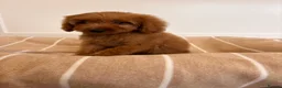 Labradoodle dogs for sale: LICENSED BREEDER TOY MINIATURE LABRADOODLES   - Advert 11