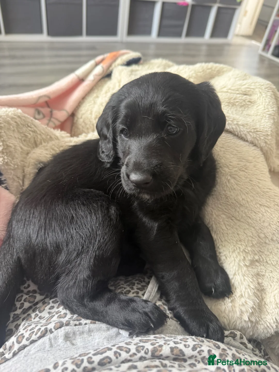 Labradoodle dogs for sale: Quality F1 miniature merle labradoodles  - Advert 2