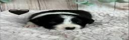 Border Collie dogs for sale: Gorgeous Seal & Black&White Border Collie Puppies  - Advert 11