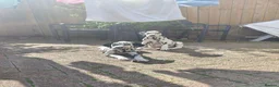 Dalmatian dogs for sale: Last girl x  - Advert 5