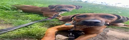 Rhodesian Ridgeback dogs for sale: KC RHODESIAN RIDGEBACK PUPPIES FOR SALE  in Carlisle - Advert 19