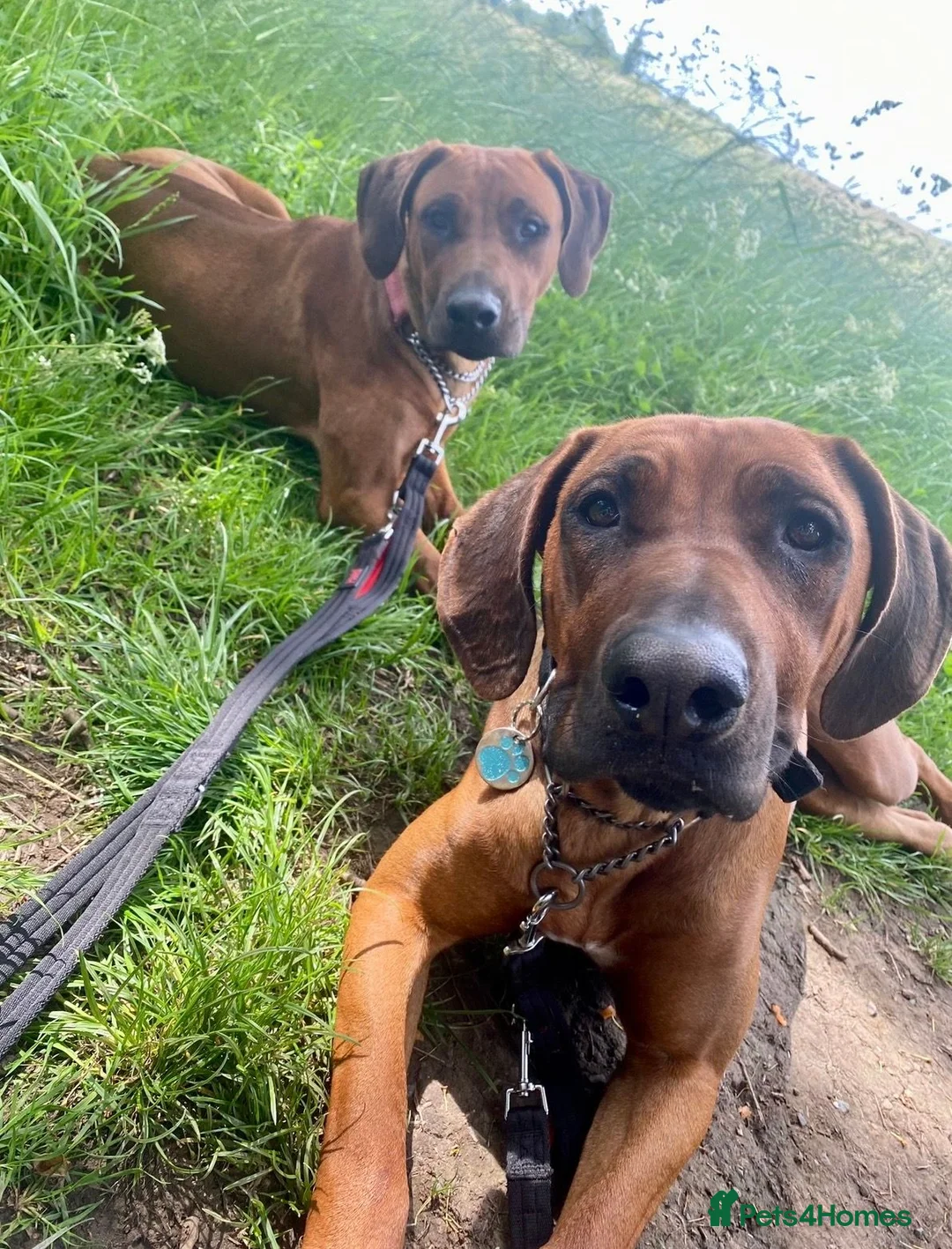 Rhodesian Ridgeback dogs for sale: KC RHODESIAN RIDGEBACK PUPPIES FOR SALE  in Carlisle - Advert 19