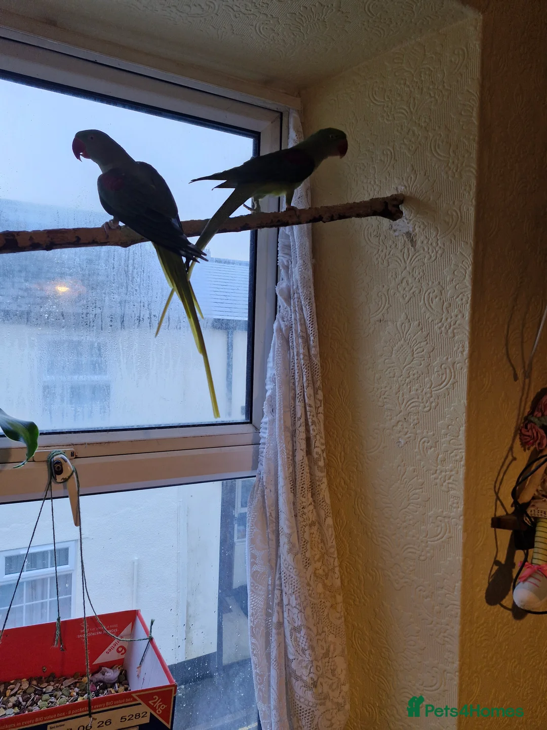 Parrots birds for sale: Alexandrine parrots x 2 - Advert 2