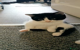 Mixed Breed cats for sale: Three black and white mixed breed kittens  - Image 2