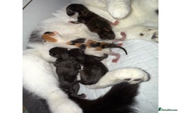 Mixed Breed cats for sale: 2 GORGEOUS KITTENS AVAILABLE NOW!  - Image 6