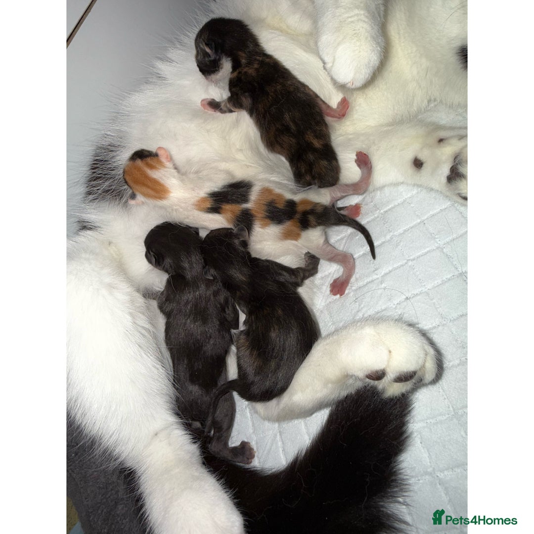 Mixed Breed cats for sale: 2 GORGEOUS KITTENS AVAILABLE NOW!  - Image 6