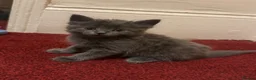 Maine Coon cats for sale: Mainecoon cross kittens looking for a forever home - Advert 1