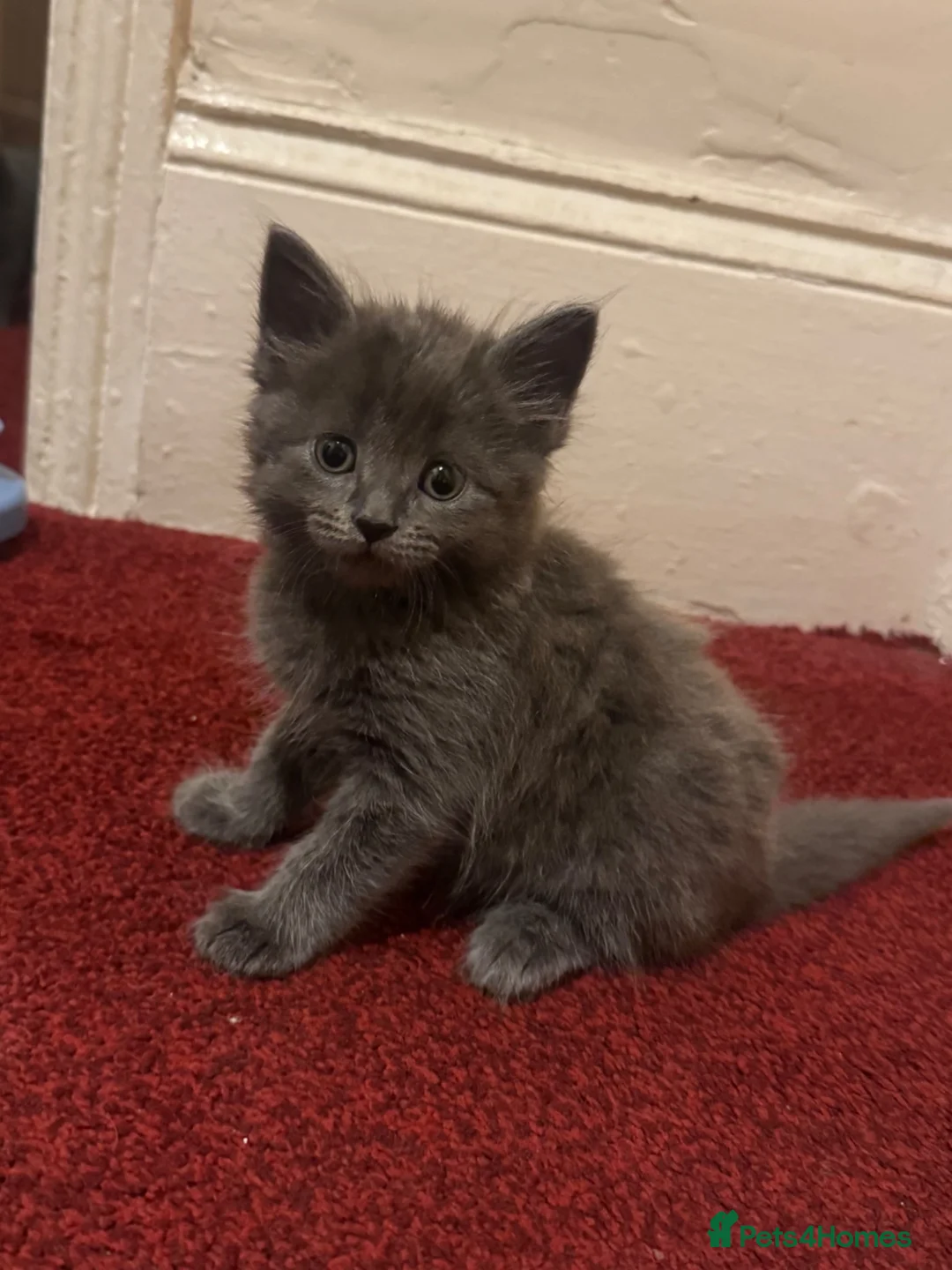 Maine Coon cats for sale: Mainecoon cross kittens looking for a forever home - Advert 1