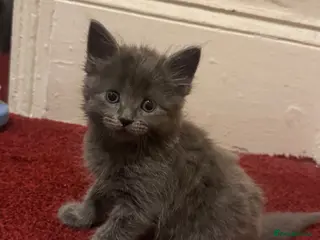Maine Coon cats Mainecoon cross kittens looking for a forever home - Advert 5