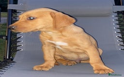 Labrador Retriever dogs for sale: BEAUTIFUL LABRADOR PUPPYS READY NOW - Image 12