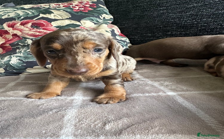 Miniature Dachshund dogs - Advert 8