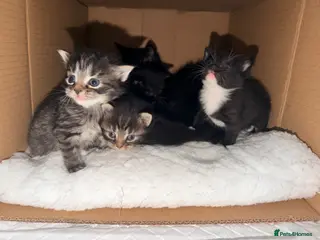 Maine Coon cats Maine coon x Bombay x Tabby - Advert 16