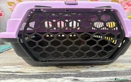Mini Lion Lop rabbits for sale: New litter mini lion lop rabbits - Image 4