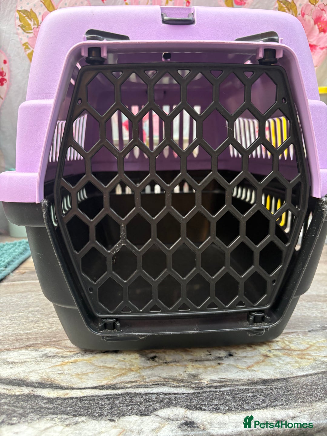 Mini Lion Lop rabbits for sale: New litter mini lion lop rabbits - Image 4