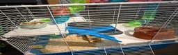 Hamster rodents for sale: Hamster  in Boldon Colliery - Advert 4