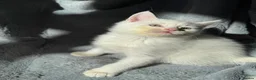 Munchkin cats for sale: Long leg munchkin kittens in Tonbridge - Advert 5