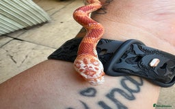 Corn Snake reptiles for sale: Corn snake  - Image 2