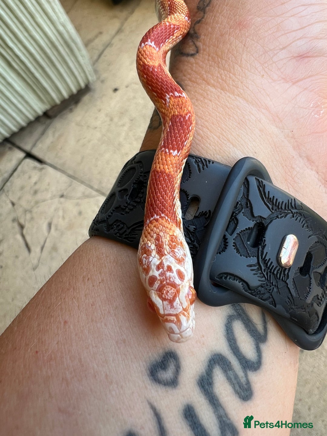 Corn Snake reptiles for sale: Corn snake  - Image 2